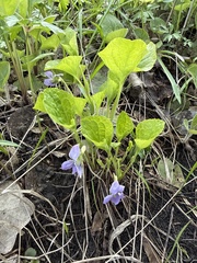 Wonder violet (Viola mirabilis)