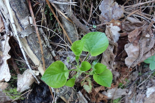 Wonder violet (Viola mirabilis)