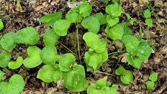 Wonder violet (Viola mirabilis)