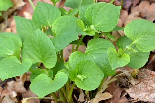 Wonder violet (Viola mirabilis)
