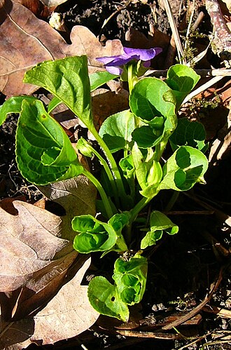 Wonder violet (Viola mirabilis)