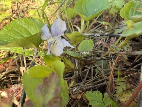 Wonder violet (Viola mirabilis)