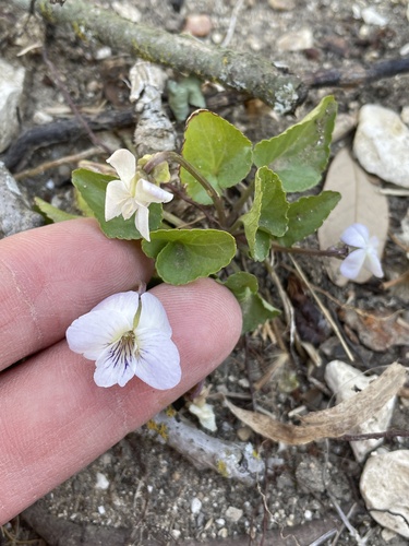 Missouri violet (Viola missouriensis)
