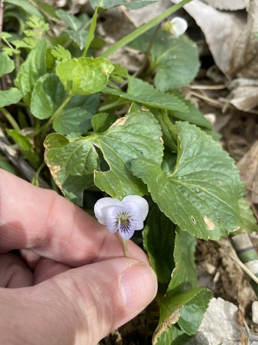 Missouri violet (Viola missouriensis)