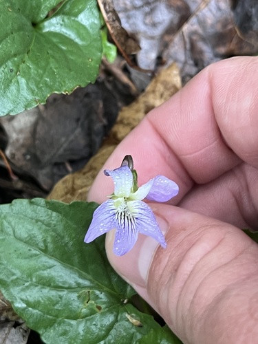 Missouri violet (Viola missouriensis)