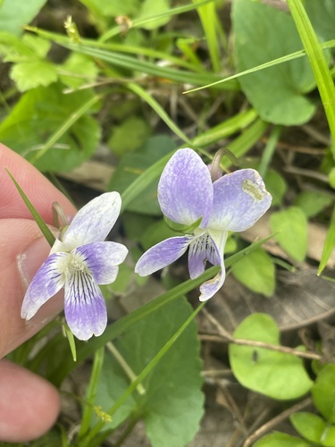 Missouri violet (Viola missouriensis)