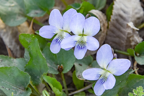 Missouri violet (Viola missouriensis)