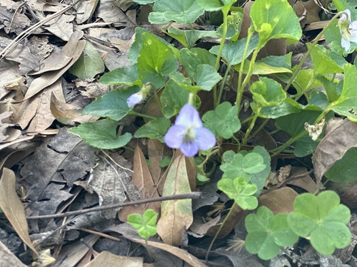 Missouri violet (Viola missouriensis)