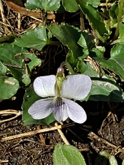 Missouri violet (Viola missouriensis)