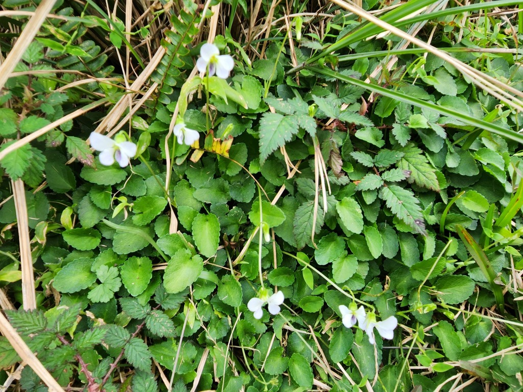 Viola nagasawae (Viola nagasawae)