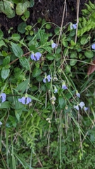 Viola nagasawae (Viola nagasawae)