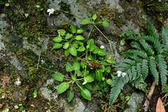 Viola nagasawae (Viola nagasawae)