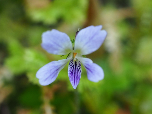Viola nagasawae (Viola nagasawae)