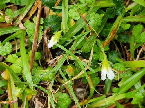 Viola nagasawae (Viola nagasawae)