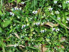 Viola nagasawae (Viola nagasawae)