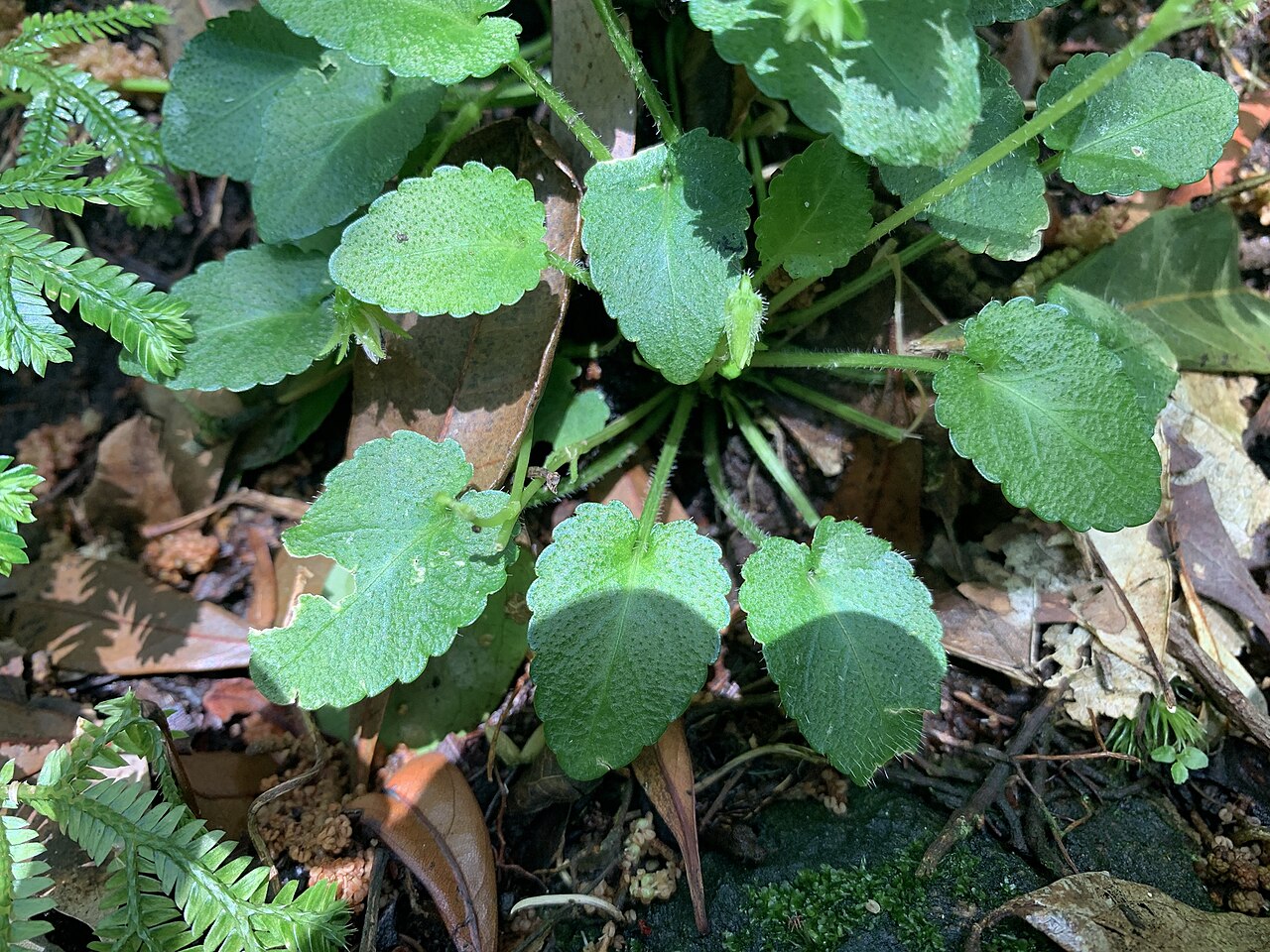Viola nagasawae: Viola nagasawae, 七星山步道(陽明山), 2020-02-24 (iNaturalist).