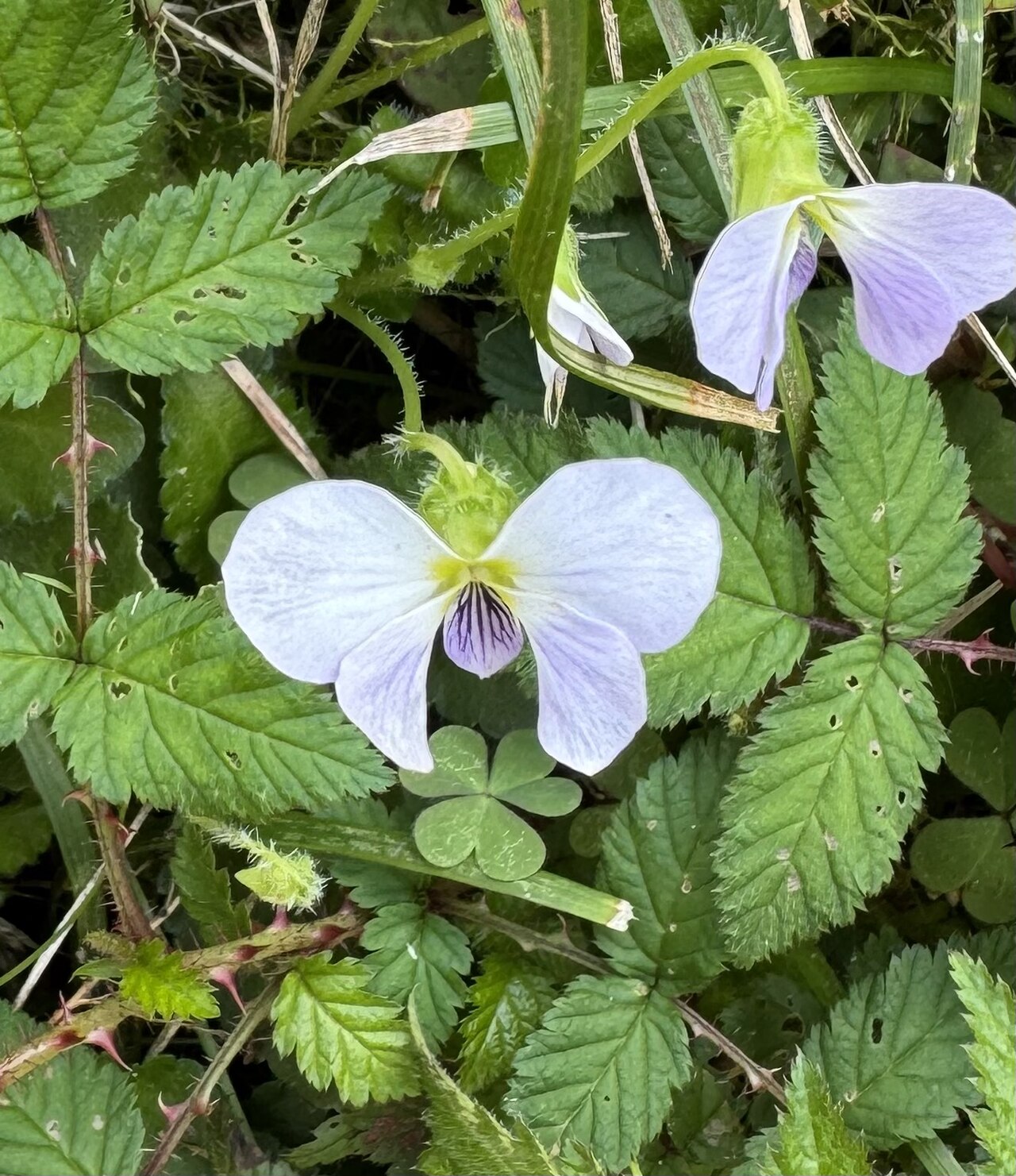 Viola nagasawae: Viola_nagasawae_flower_closeup_Datun_Mountain_Taiwan