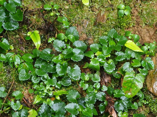 Viola nagasawae (Viola nagasawae)