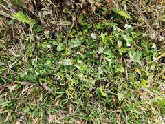 Viola nagasawae (Viola nagasawae)