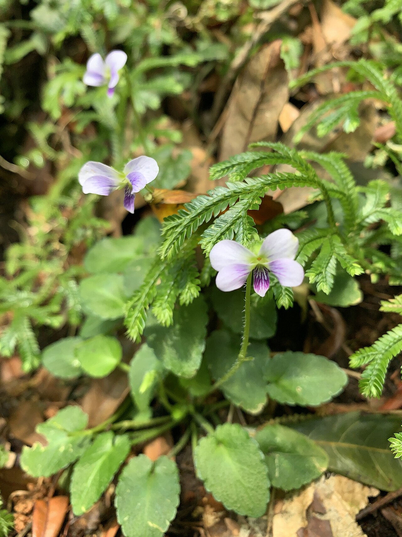 Viola nagasawae: Viola nagasawae, 七星山步道(陽明山), 2020-02-24 (iNaturalist).