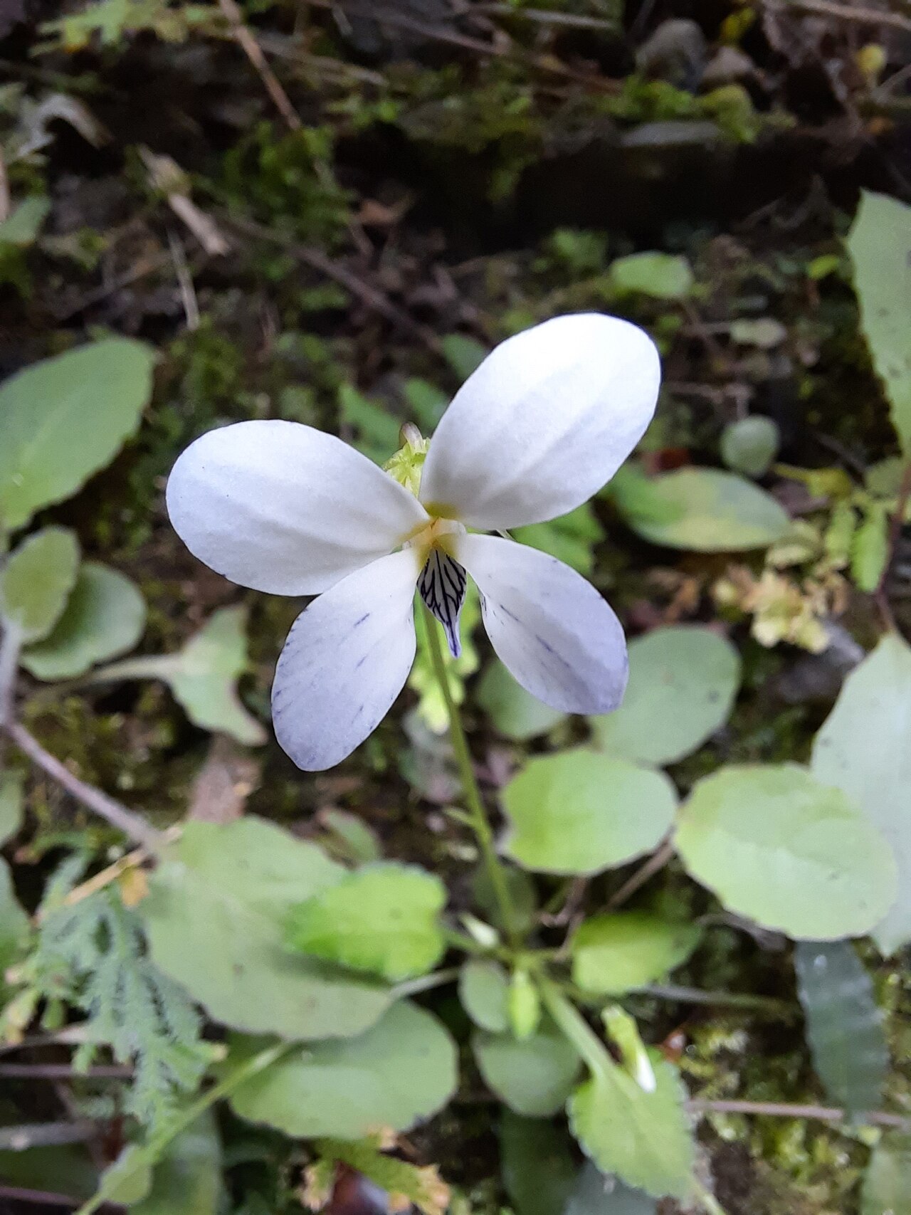 Viola nagasawae: Viola nagasawae in Wulai, New Taipei City, Taiwan