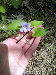 Viola nemoralis (Viola nemoralis)