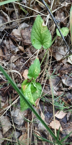 Viola nemoralis (Viola nemoralis)