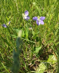Viola nemoralis (Viola nemoralis)