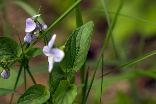 Viola nemoralis (Viola nemoralis)