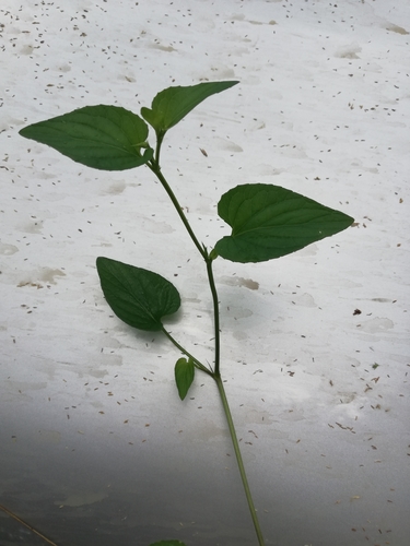 Viola nemoralis (Viola nemoralis)