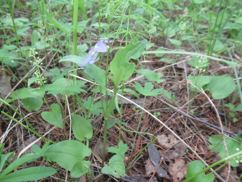 Viola nemoralis (Viola nemoralis)