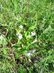 Viola nemoralis (Viola nemoralis)