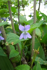 Viola nemoralis (Viola nemoralis)