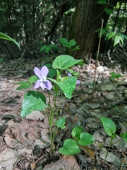 Viola nemoralis (Viola nemoralis)