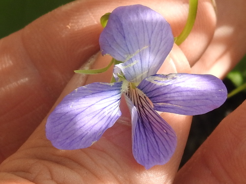 Northern bog violet (Viola nephrophylla)