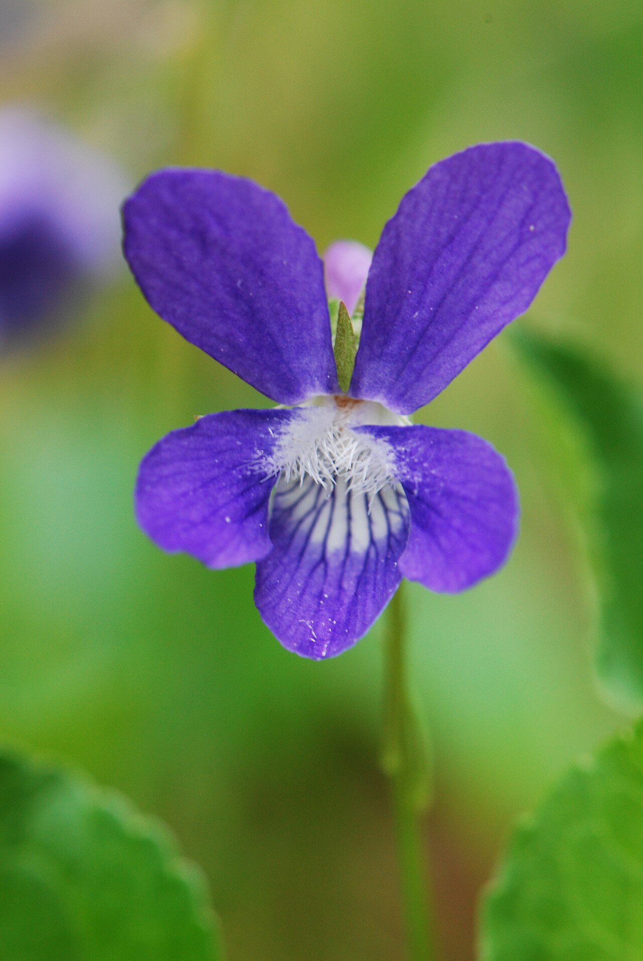Northern bog violet: Northern Bog Violet (Viola nephrophylla) in Peninsula Park White Cedar Forest