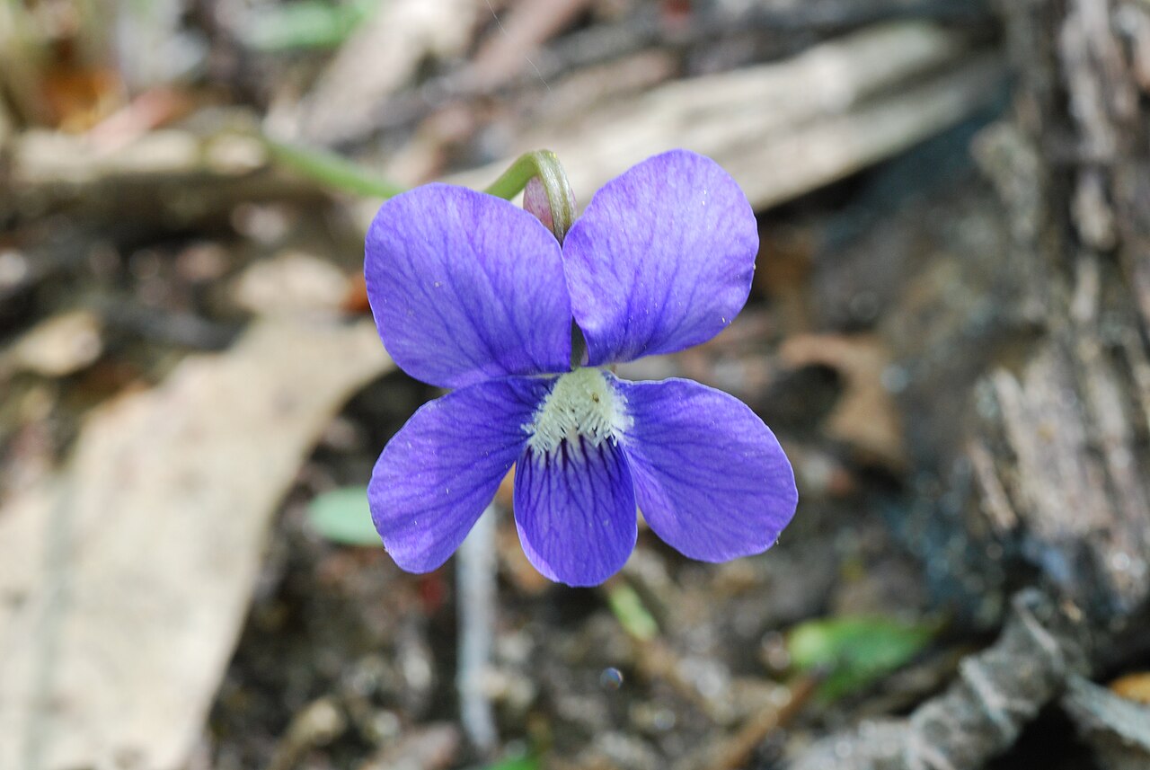 Northern bog violet: Viola nephrophylla - Northern Bog Violet - Kettle Moraine Oak Opening, Wisconsin State Natural Area #229, Jefferson County