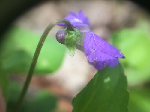 Northern bog violet (Viola nephrophylla)