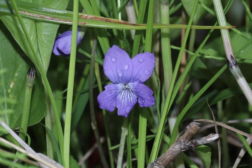 Northern bog violet (Viola nephrophylla)