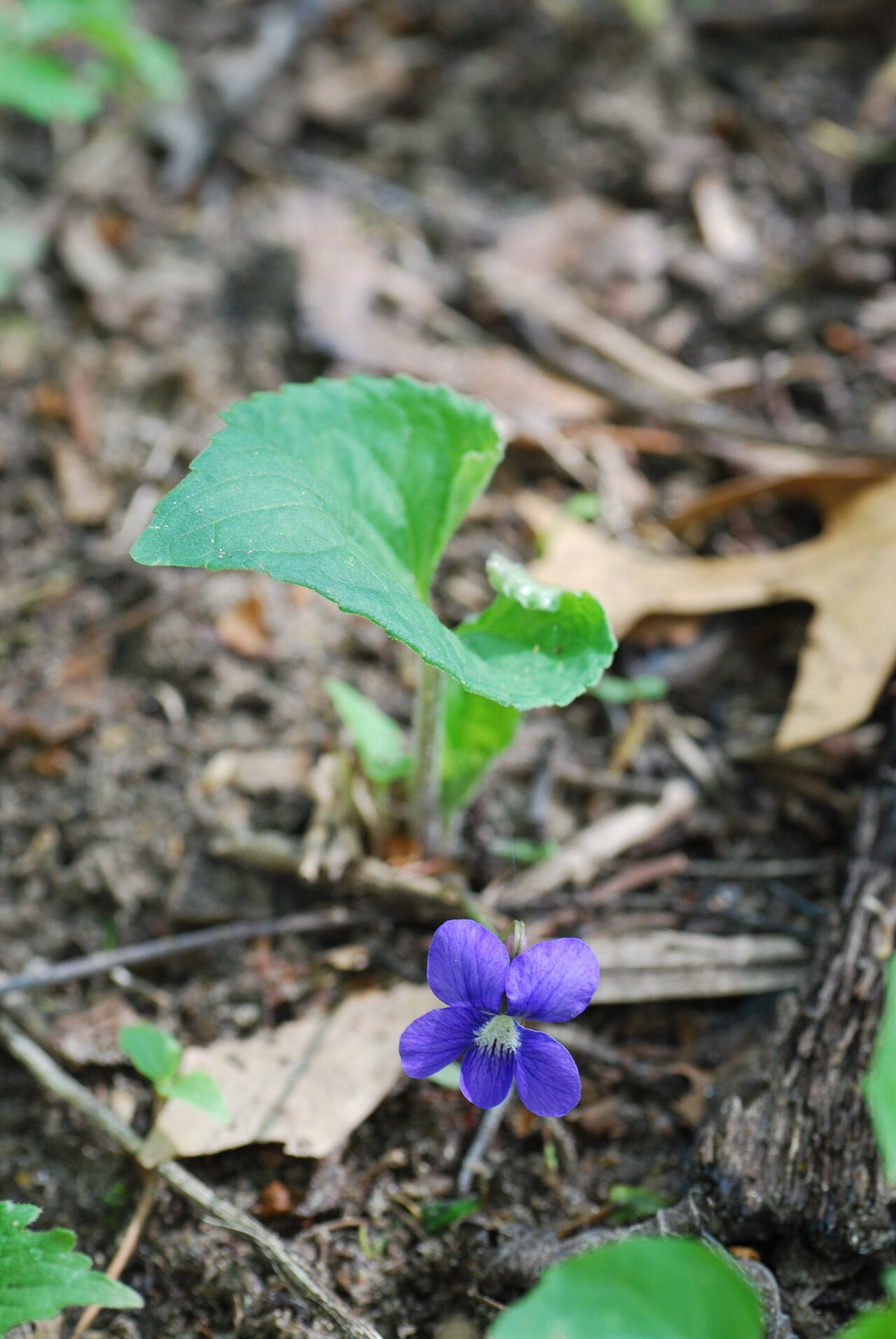 Northern bog violet: Viola nephrophylla - Northern Bog Violet - Kettle Moraine Oak Opening, Wisconsin State Natural Area #229, Jefferson County