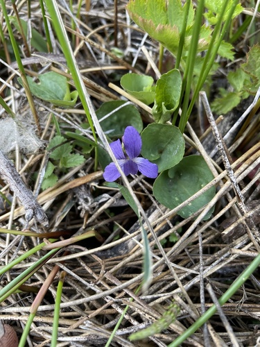 Northern bog violet (Viola nephrophylla)