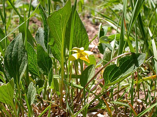 Nuttall's violet: Viola nuttallii habit