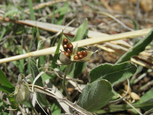 Nuttall's violet (Viola nuttallii)
