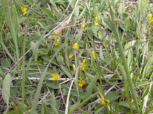 Nuttall's violet: The leaf blades tend to be more than three times longer than wide, which is characteristic of Viola nuttallii from among the yellow flower violets in open dry v