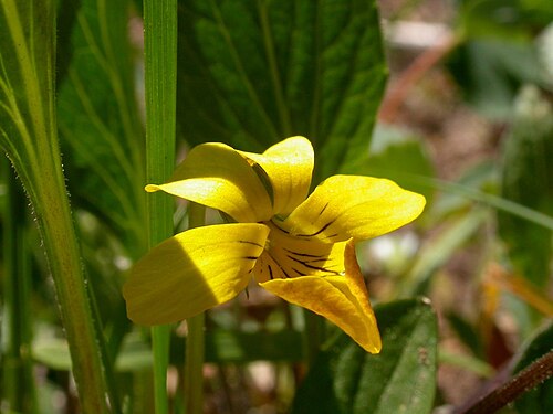 Nuttall's violet: Viola nuttallii flower