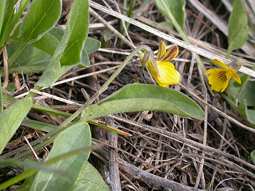Nuttall's violet: The leaf blades tend to be more than three times longer than wide, which is characteristic of Viola nuttallii from among the yellow flower violets in open dry v