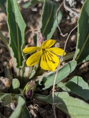 Nuttall's violet (Viola nuttallii)