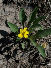 Nuttall's violet (Viola nuttallii)