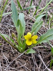 Nuttall's violet (Viola nuttallii)