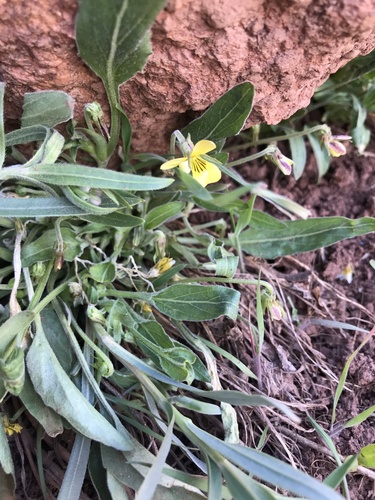 Nuttall's violet (Viola nuttallii)